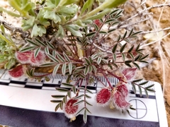 Astragalus desperatus