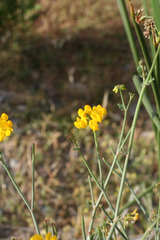 Coronilla ramosissima