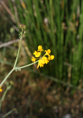 Coronilla ramosissima