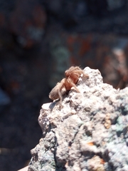 Catumiri argentinense