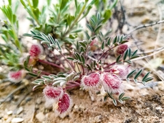 Astragalus desperatus