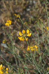 Coronilla ramosissima
