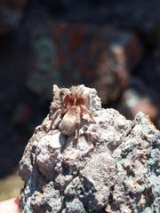 Catumiri argentinense