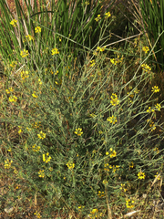 Coronilla ramosissima
