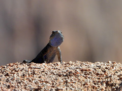 Sceloporus jarrovii