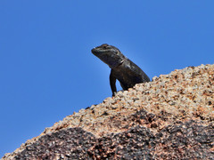 Sceloporus jarrovii