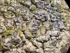 Porpidia soredizodes