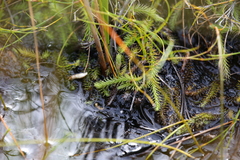 Brownseya serpentina