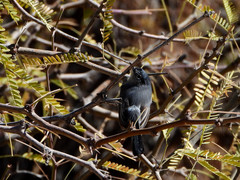 Polioptila melanura