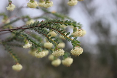 Pimelea drummondii