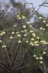 Pimelea drummondii
