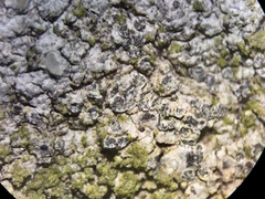 Porpidia soredizodes