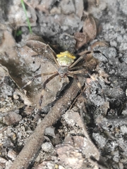 Argiope argentata