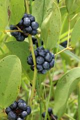 Smilax goyazana