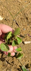 Acalypha alopecuroidea