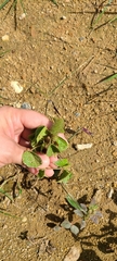 Acalypha alopecuroidea