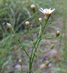 Symphyotrichum subulatum elongatum