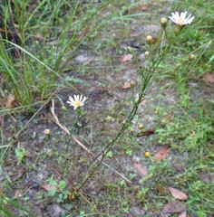Symphyotrichum subulatum elongatum