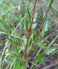 Symphyotrichum subulatum elongatum