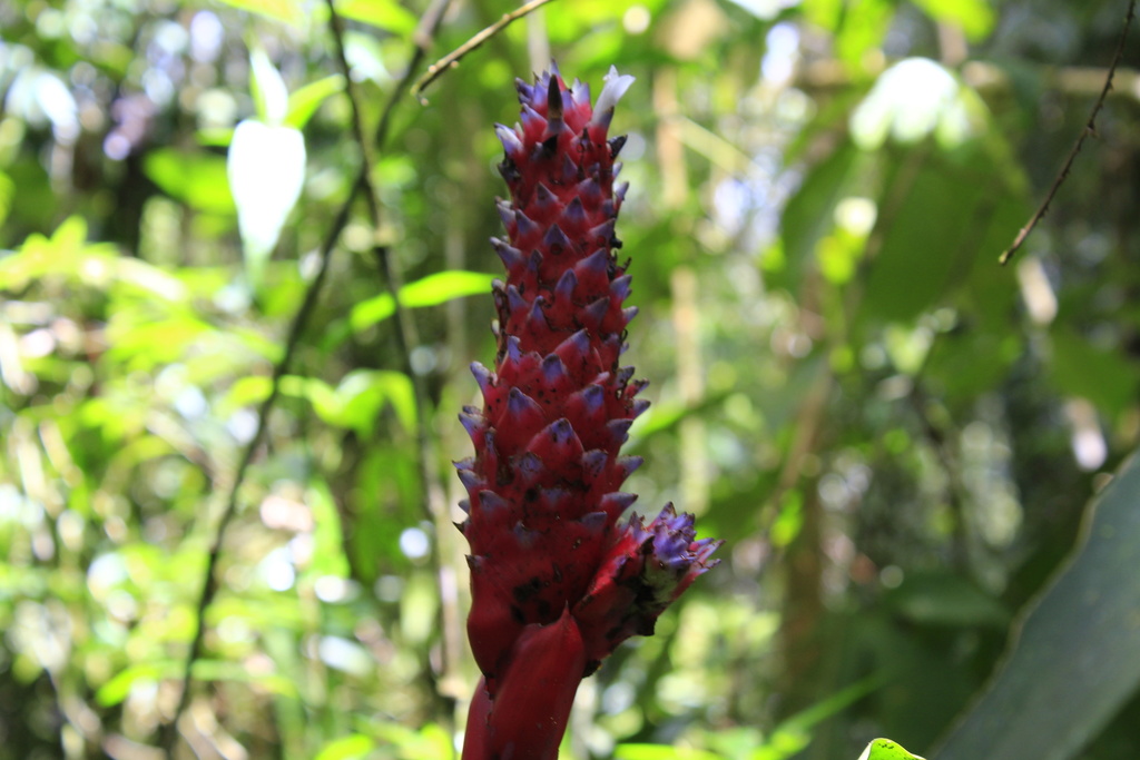 Quesnelia koltesii