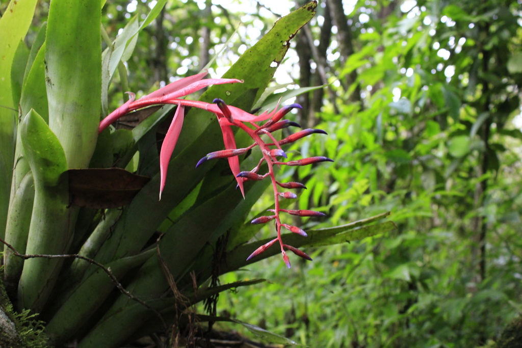 Billbergia saundersii