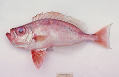 Priacanthus macracanthus