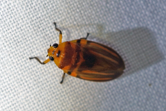 Ocoaxo lineatus