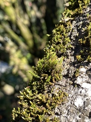 Orthotrichum papillosum