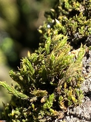 Orthotrichum papillosum