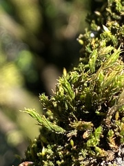 Orthotrichum papillosum