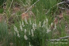 Lupinus albus