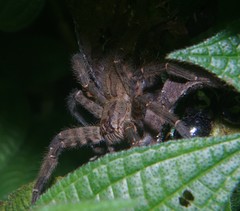 Cupiennius salei
