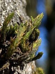 Orthotrichum papillosum