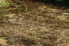 Alopecurus aequalis aequalis