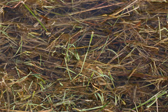 Alopecurus aequalis aequalis