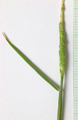 Alopecurus aequalis aequalis