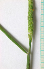 Alopecurus aequalis aequalis