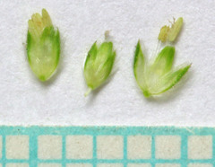 Alopecurus aequalis aequalis