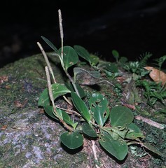 Peperomia obtusifolia