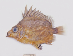 Pentaceros decacanthus