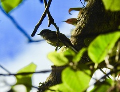 Mecocerculus leucophrys