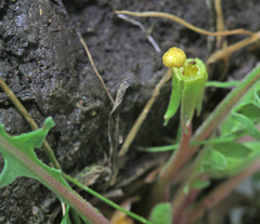 Taraxia breviflora