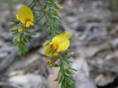Pultenaea involucrata