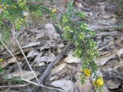 Pultenaea involucrata