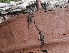 Liolaemus septentrionalis