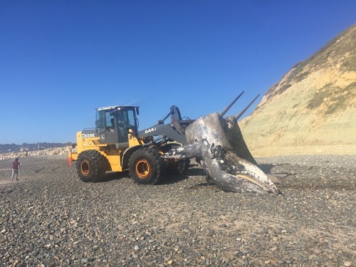 Grey Whale photographed in California