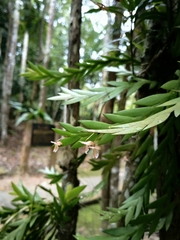 Dendrobium terminale