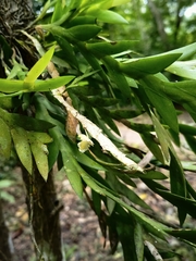 Dendrobium terminale