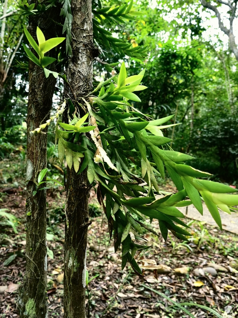 Dendrobium terminale C.S.P.Parish & Rchb.f. 3