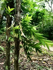 Dendrobium terminale